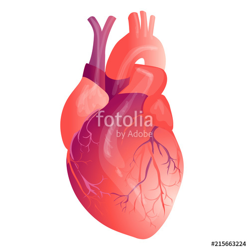 500x500 Vector Realistic Human Heart Stock Image And Royalty Free Vector