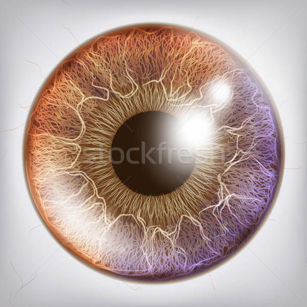 600x600 Eye Iris Realistic Vector Anatomy Concept Illustration Vector