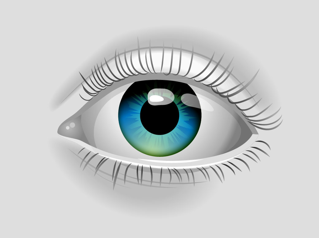 1024x765 Realistic Vector Eye Vector Art Graphics
