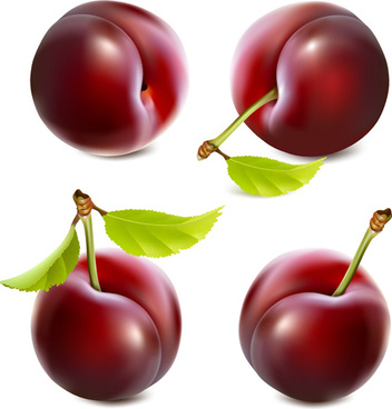 352x368 Realistic Fruit Vector Free Vector Download