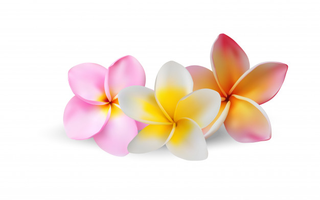 626x391 Plumeria Flower Realistic Vector Art Vector Premium Download