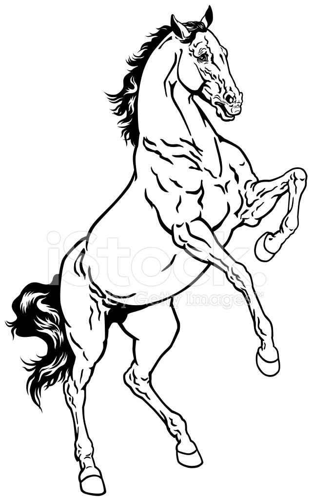 Rearing Horse Stock Vector 642x1024 Rearing Horse Stock Vector