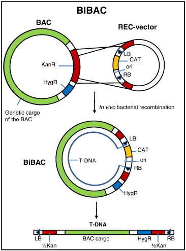 Construction Of Bibac Vectors A System For Converting Bacterial 366x495 Construction Of Bibac Vectors A System For Converting Bacterial