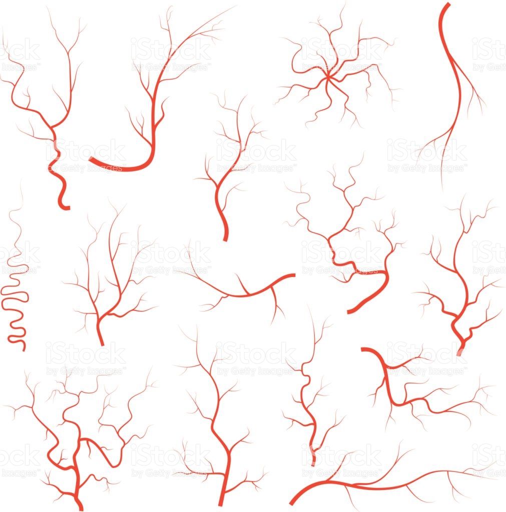 1011x1024 Human Red Eye Veins Set, Anatomy Blood Vessel Arteries