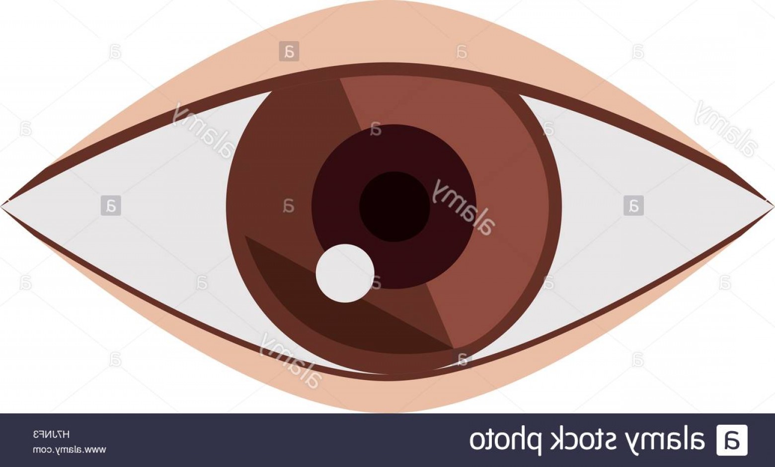 1560x940 Brown Eye Vector Catamart