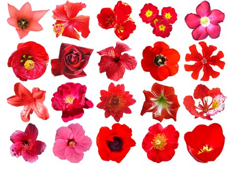 Free Red Flowers Free Hq And Vector Pack Files, Vectors 463x349 Free Red Flowers Free Hq And Vector Pack Files, Vectors
