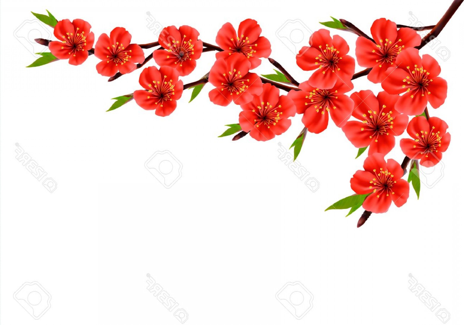 Photostock Vector Spring Background With Blossom Branch Of Red 1560x1092 Photostock Vector Spring Background With Blossom Branch Of Red