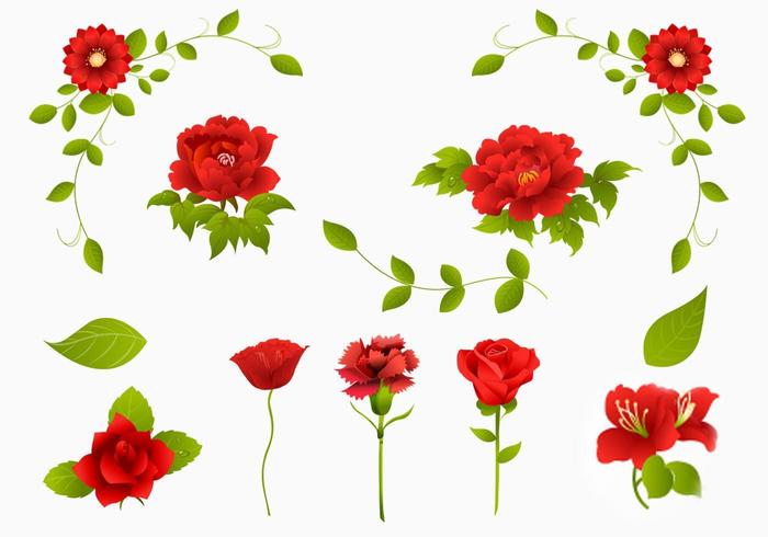 Red Rose, Carnation, And Flower Vector Pack 700x490 Red Rose, Carnation, And Flower Vector Pack