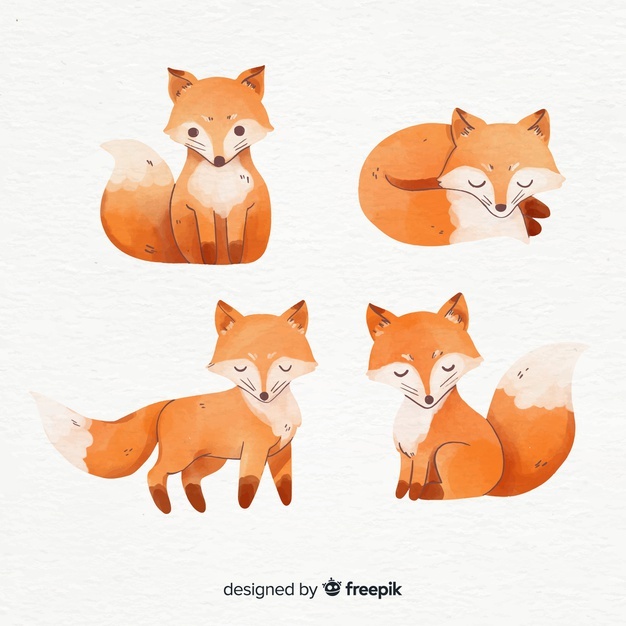 626x626 Fox Vectors, Photos And Free Download