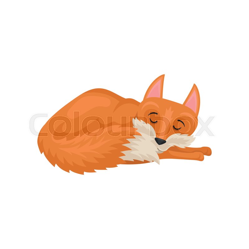 800x800 Illustration Of Sleeping Red Fox Stock Vector Colourbox