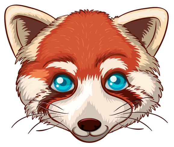 578x490 Red Fox