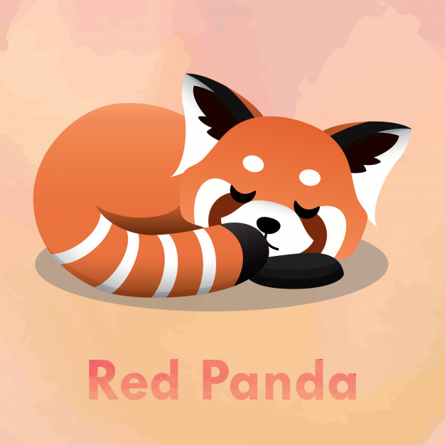 626x626 Illustration Of Sleeping Cute Red Panda Vector Premium Download