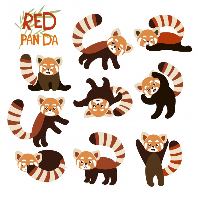 626x626 Red Panda Designs Collection Vector Premium Download