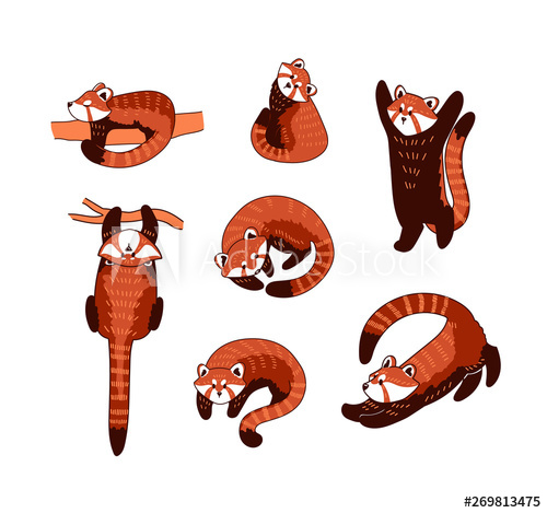 500x469 Red Panda Vector Illustration Set Of Cute Drawings Of Ailurus