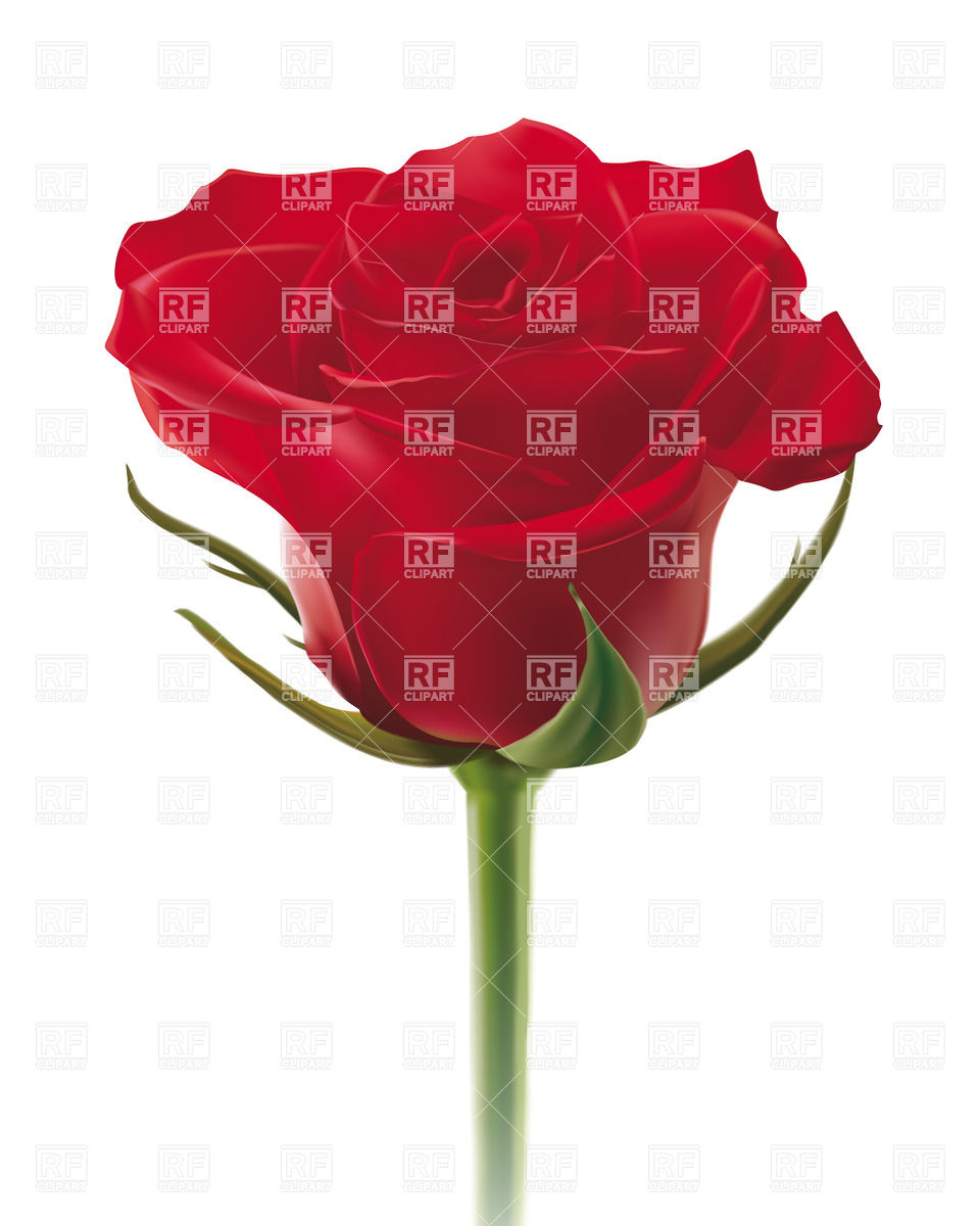 960x1200 Realistic Red Rose Vector Image Of Plants And Animals Mylisa