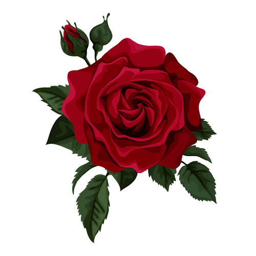 Red Rose Realitic Vector Free Download 500x500 Red Rose Realitic Vector Free Download