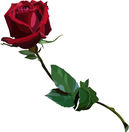 Red Rose Realitic Vector Free Download 500x510 Red Rose Realitic Vector Free Download