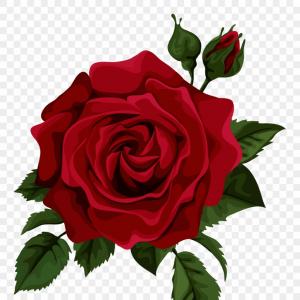 Red Rose Free Vector at Vectorified.com | Collection of Red Rose Free ...