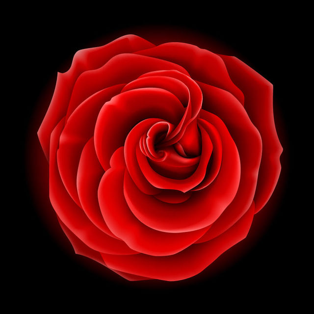 640x640 Free Vectors Realistic Full Blossom Red Rose Flower Vector