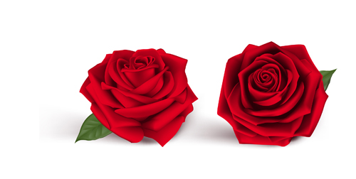 500x252 Fresh Red Rose Vector Free Download