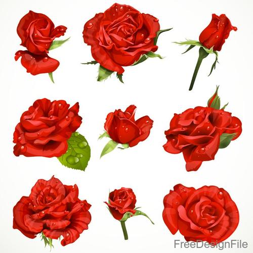 500x501 Fresh Red Rose Vector Set Free Download