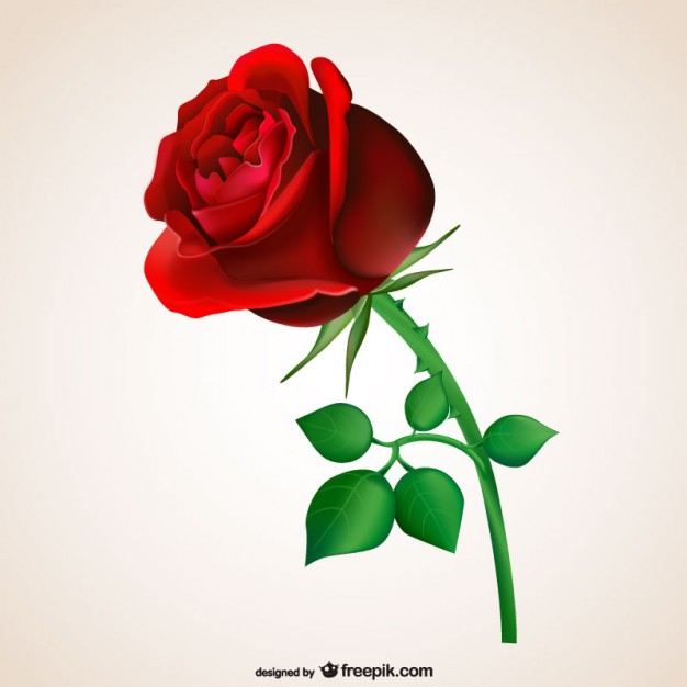 626x626 Passionate Red Rose Vector Free Download