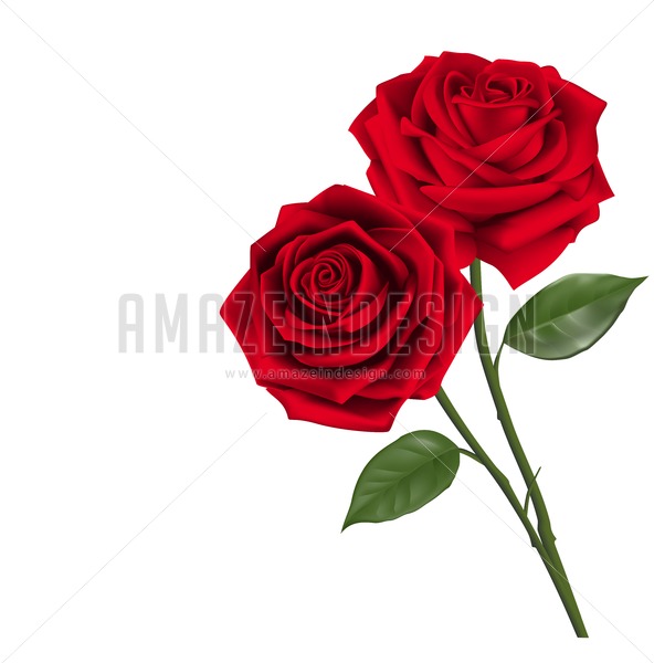 592x600 Realistic Two Red Roses Vector Illustration