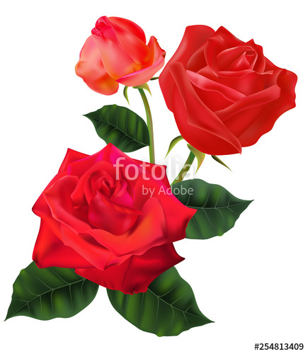 435x500 Red Rose Vector Illustration Stock Image And Royalty Free Vector