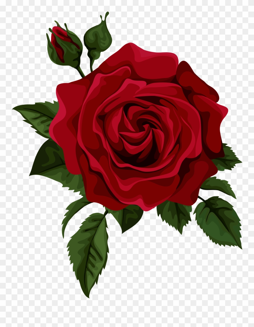 880x1133 Roses Red Rose With Bud Transparent Clip Art Picture
