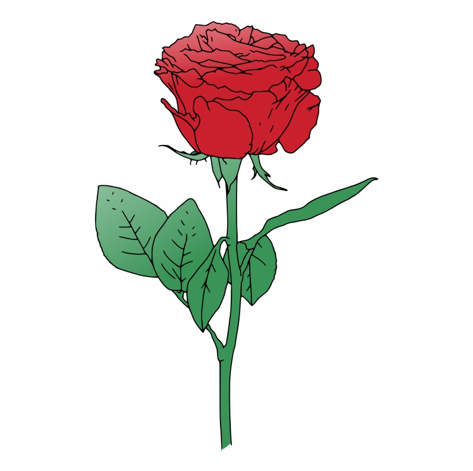 920x915 Single Red Rose Vector