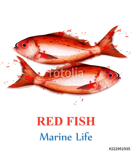 434x500 Red Fish Watercolor Vector Isolated Fresh Small Fishes On White