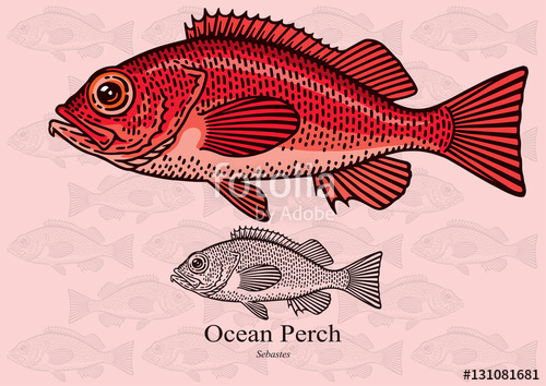 500x354 Ocean Perch, Red Fish Vector Illustration For Artwork In Small