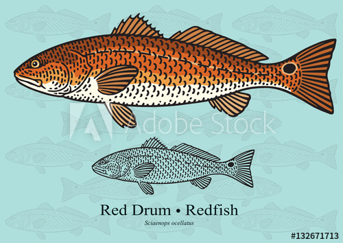 Download Redfish Vector at Vectorified.com | Collection of Redfish ...