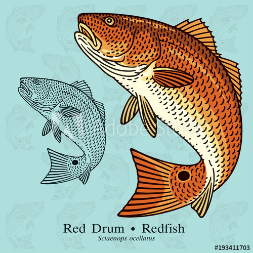 Red Fish Svg Free - 780+ Amazing SVG File - Free SVG Cut File for ...