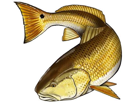 521x430 Redfish Clipart Look At Clip Art Images