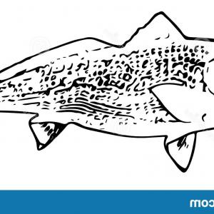 300x300 Catamart Creative Vector Illustrator