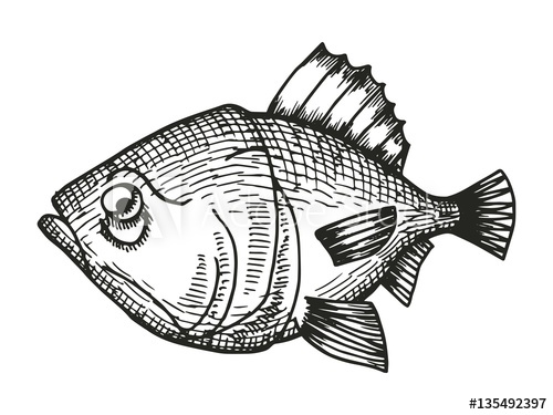 500x375 Fish Redfish Cartoon Sketch