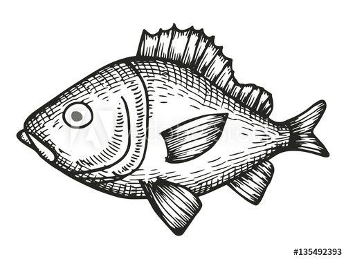 500x375 Fish Redfish Cartoon Sketch Vector