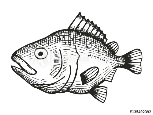 500x375 Fish Redfish Cartoon Sketch Vector Illustration