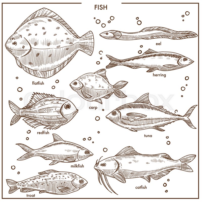 800x800 Fish Sketch Species With Names Of Stock Vector Colourbox