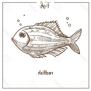 300x300 In Red White Black Drum Fish Vector Hoodamathrun