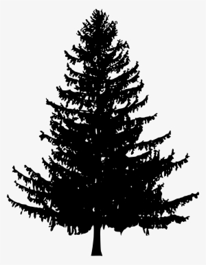 Redwood Tree Silhouette Vector at Vectorified.com | Collection of ...