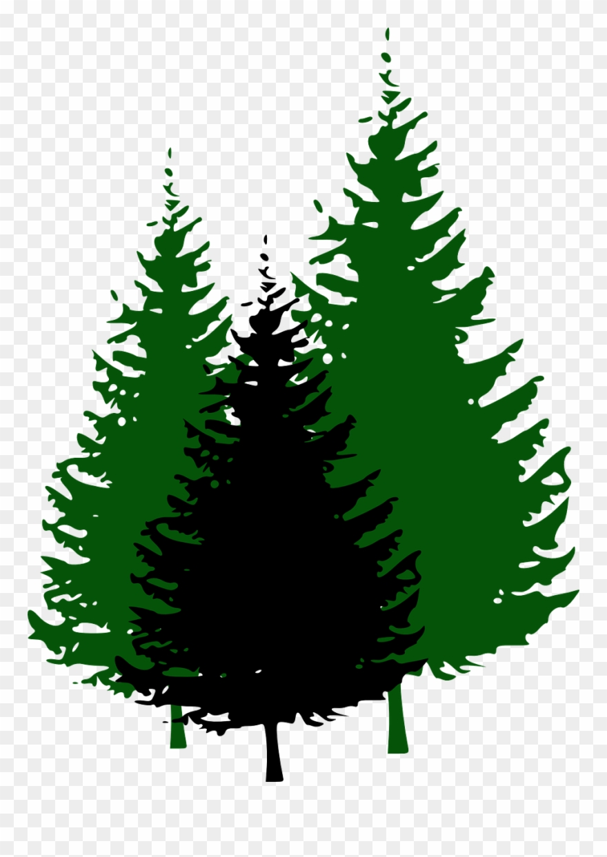 Redwood Tree Silhouette Vector at Vectorified.com | Collection of ...