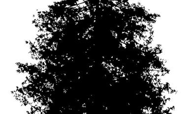 390x232 Redwood Tree Png Images