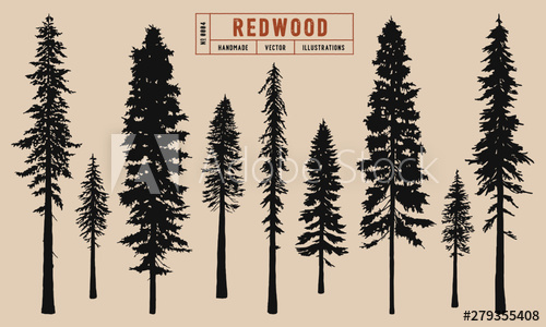 500x300 Redwood Tree Silhouette Vector Illustration Hand Drawn