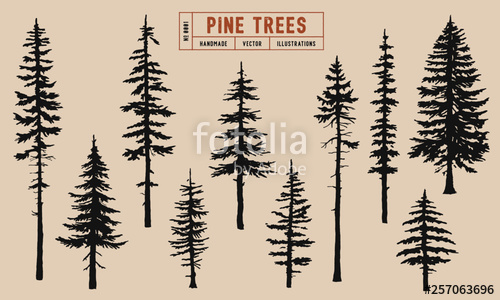 Redwood Tree Silhouette Vector at Vectorified.com | Collection of ...