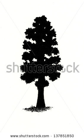 284x470 Sequoia Clipart Free Cliparts Download Images On Clipground