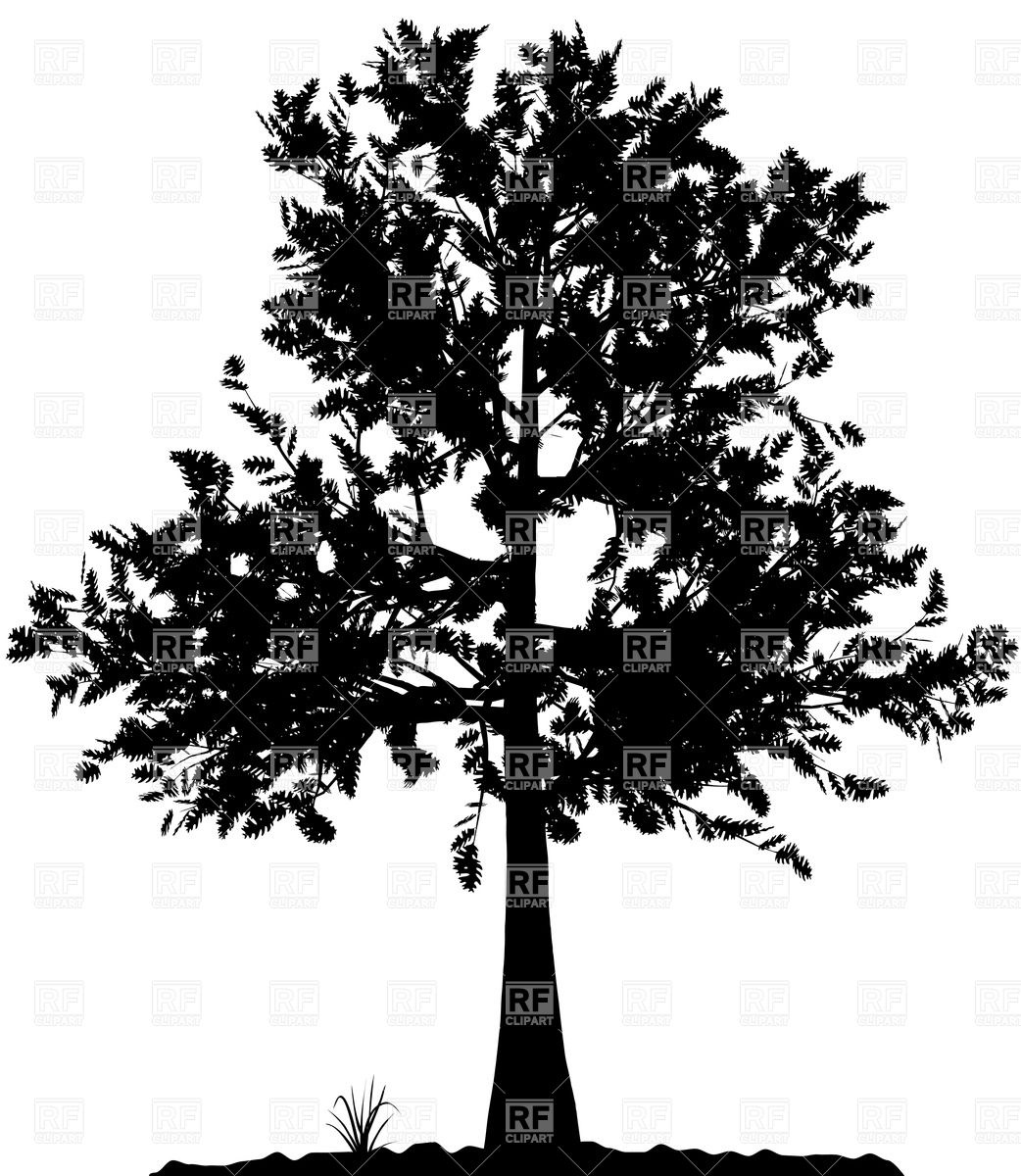 1042x1200 Tree Silhouette On White Background Vector Image Of Plants