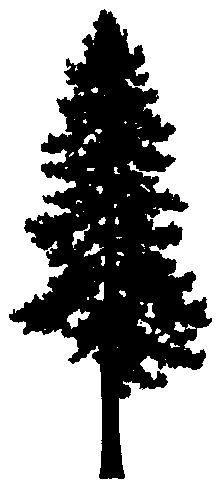 216x484 Redwood Forest Silhouette