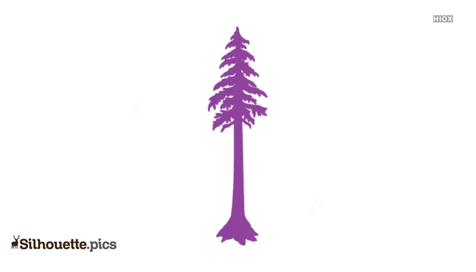 Redwood Tree Silhouette Vector at Vectorified.com | Collection of ...